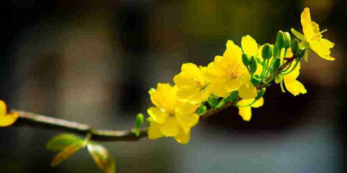 Hướng dẫn cách chăm cây hoa Mai Vàng Giảo