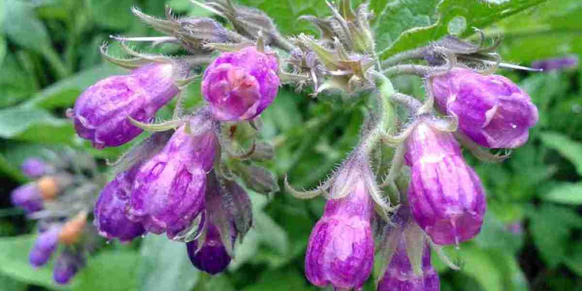 Allantoin Market Revenue, Statistics, Industry Growth and Demand Analysis Research Report by 2032