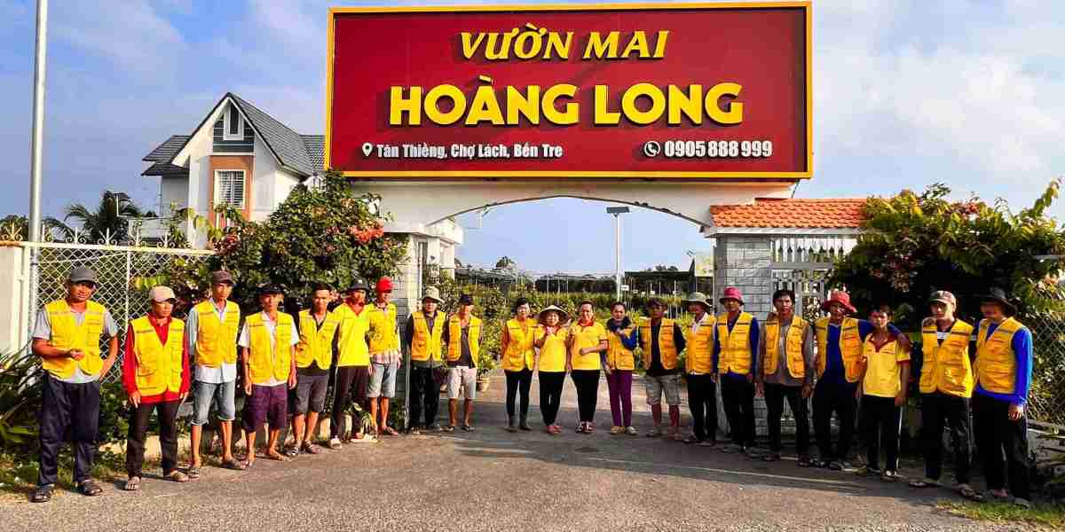 cách chọn hoa mai đẹp, rộng rãi lộc đón Tết