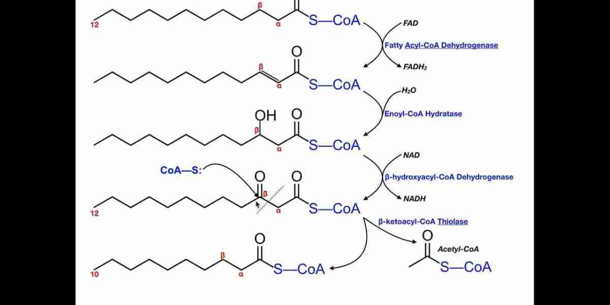 Fractionated Fatty Acid Market Demand and Opportunities: Analyzing Market Shifts and Future Growth