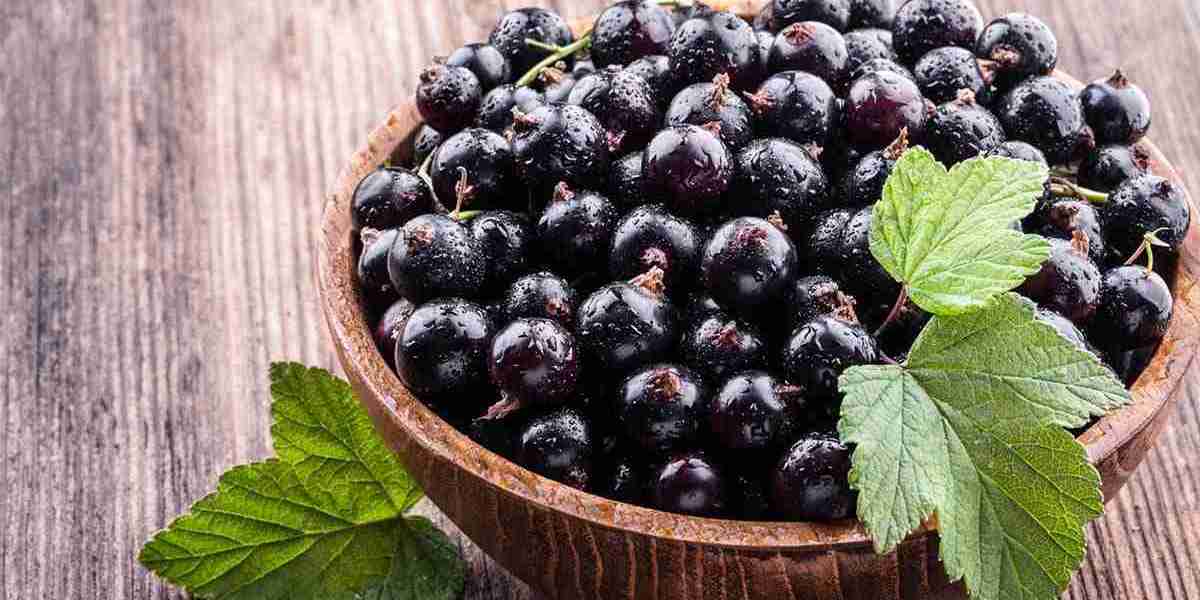 Blackcurrant Extract Market: Emerging Trends Driving Growth in Health and Beauty