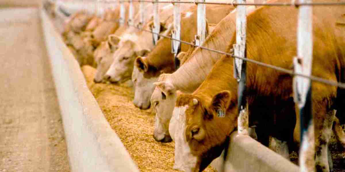 Cattle Feed Market: Drivers of Innovation and Sustainability in Animal Nutrition