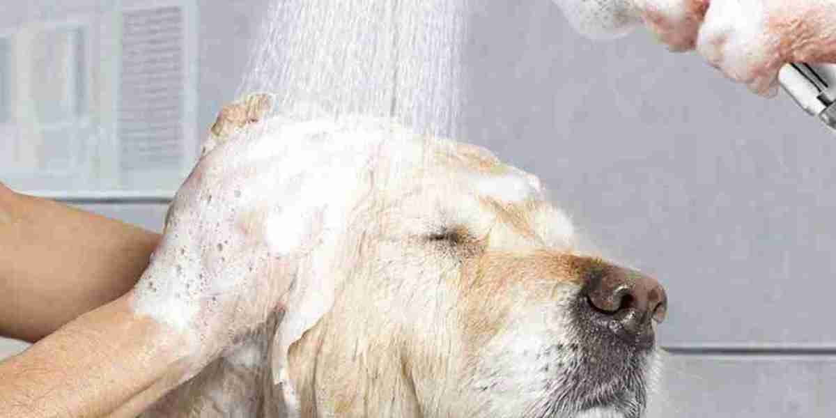 Non-Medicated Pet Shampoo Market: Supply Chain Dynamics