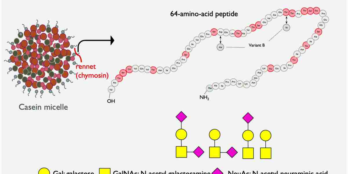 Casein Glycomacropeptide Market: The Future of Plant-Based Protein Alternatives