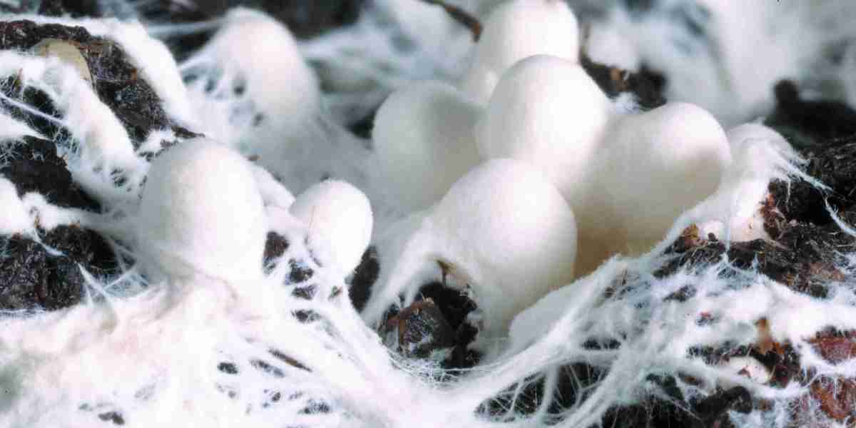 Mycelium Market Challenges: Exploring The Complexities Impacting Growth And Innovation Within The Biotechnology Industry