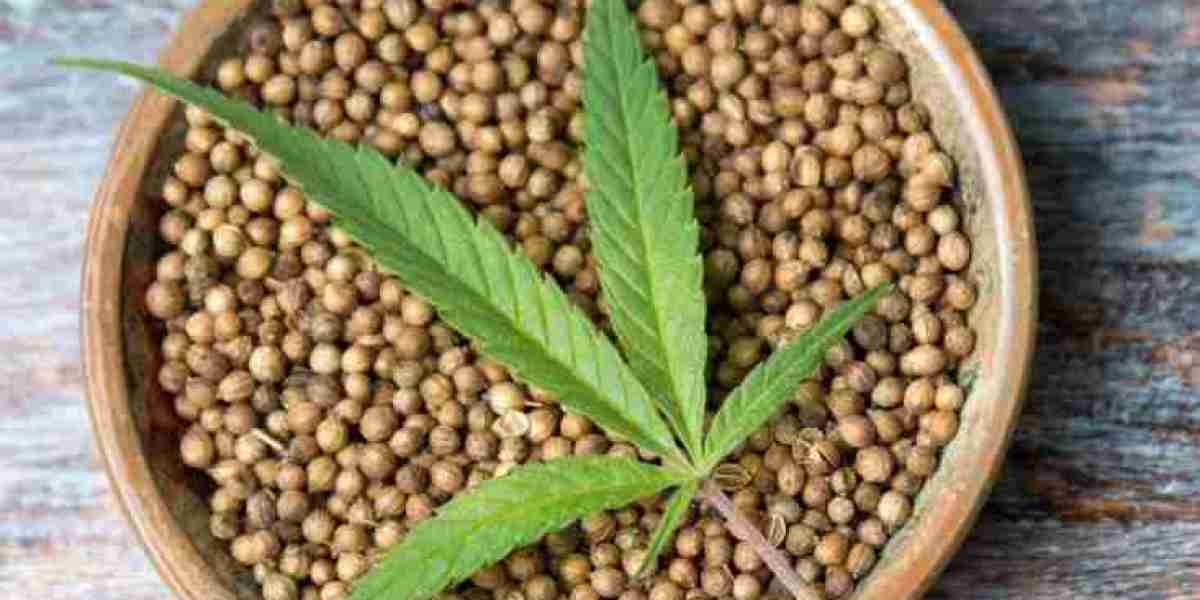 Cannabis Seeds Market Research: Growth Challenges, Innovations, and Opportunities Ahead