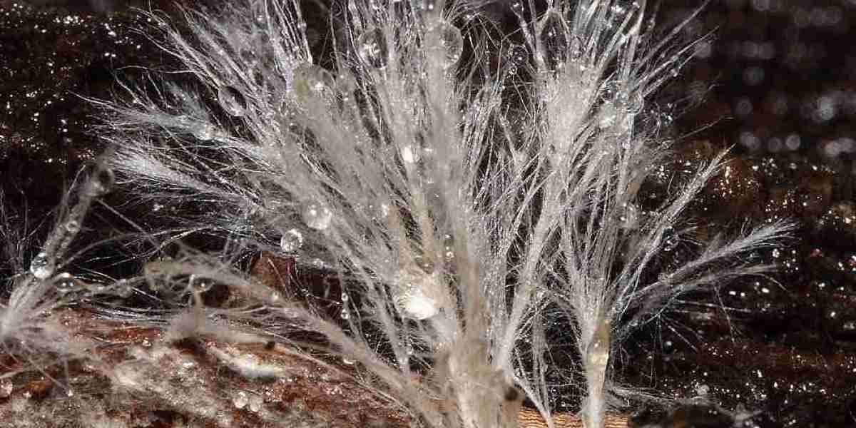 Mycelium Market Analysis: Growth, Challenges, and Future Prospects