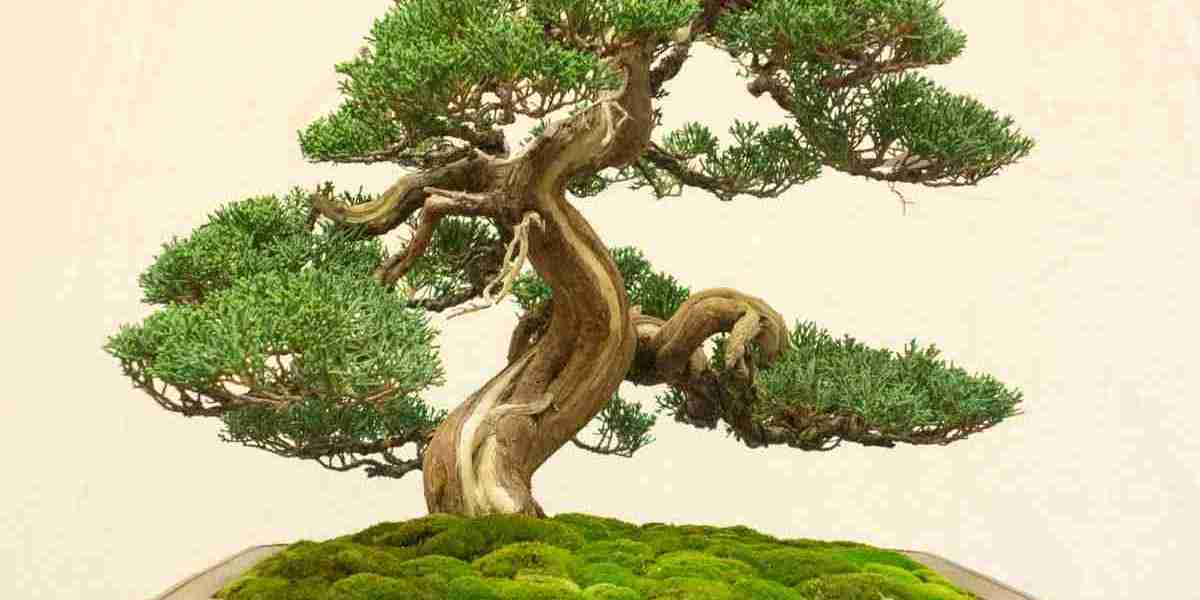 Bonsai Market Shifts and Disruptions: Scope, Demand, and Recent Developments