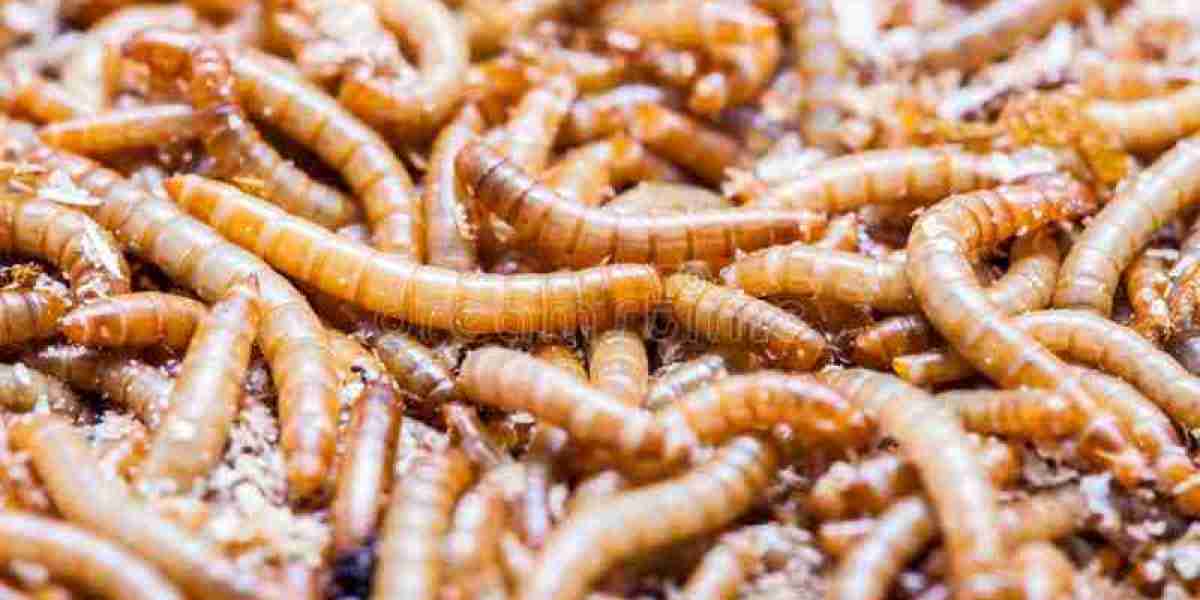 Earthworm Meal Market Dynamics: Strategic Insights, Challenges, and Growth Opportunities