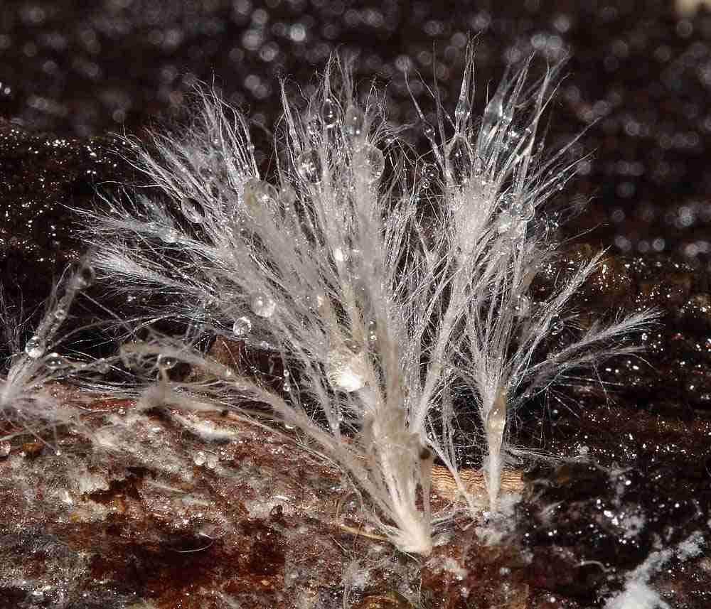 mycelium