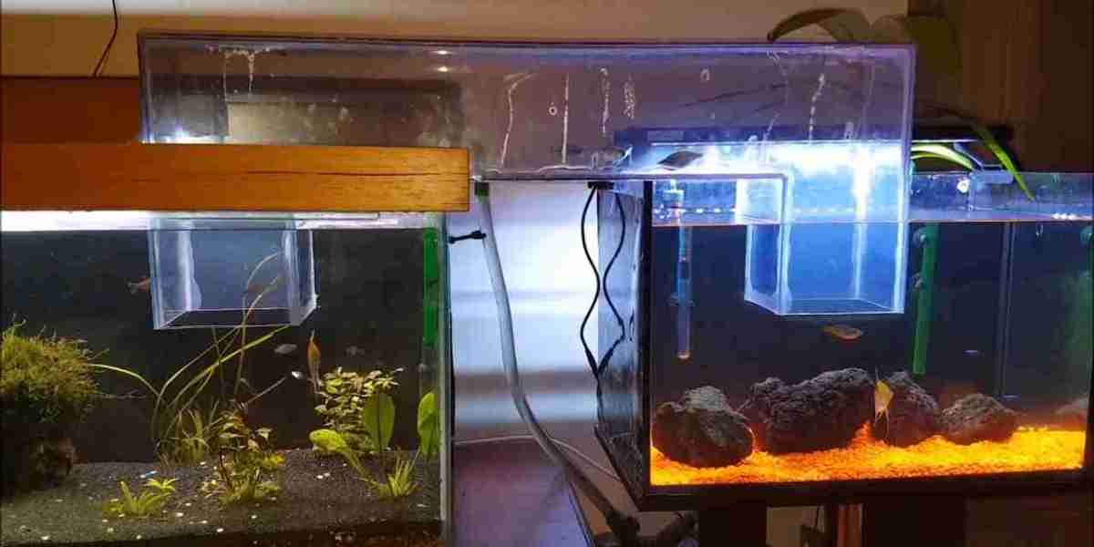 Aquarium Water Treatment Market Innovations: How Smart Filtration Systems Are Changing Aquarium Maintenance and Care