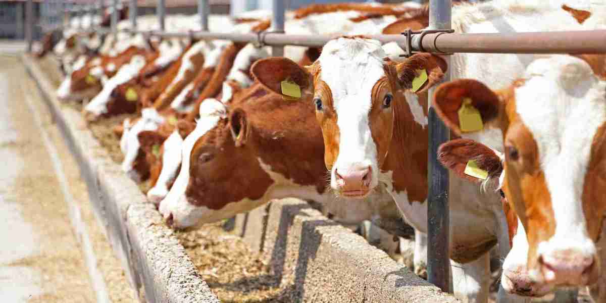 Cattle Feed Market: The Growing Threats from Environmental and Market Shifts