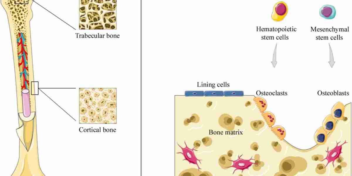 Bone Regeneration Market Growth: Key Drivers and Future Prospects