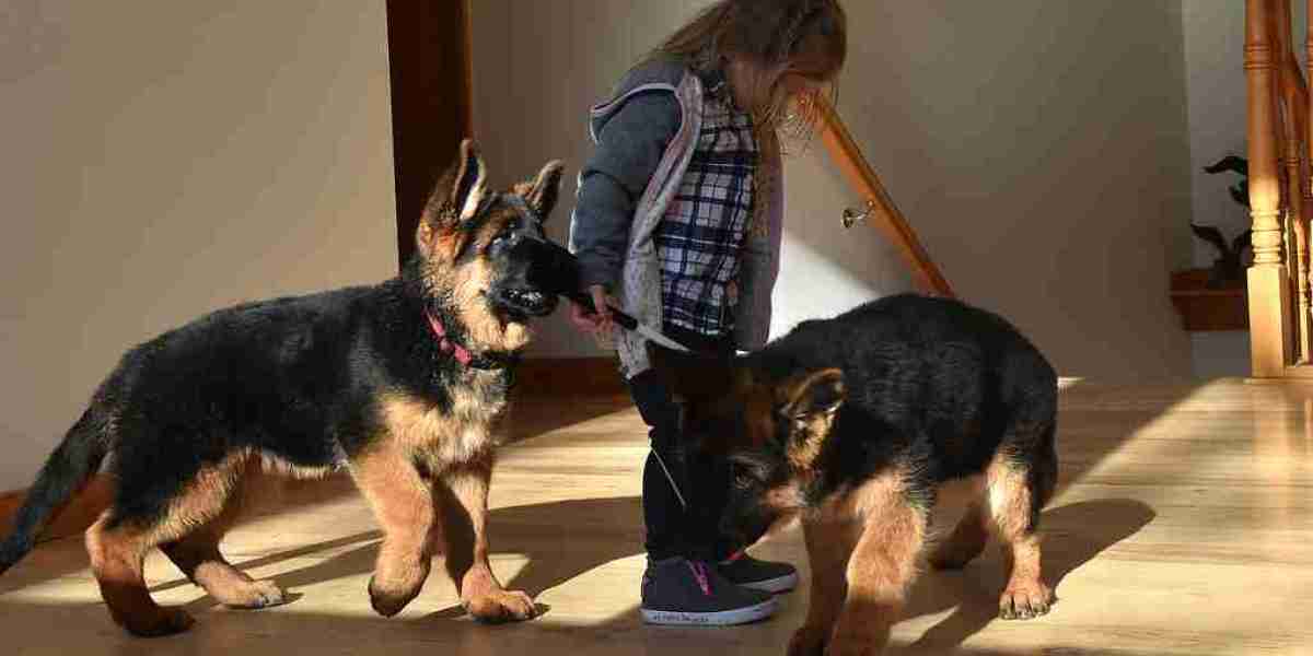 German Shepherd Buy Puppy: What's The Only Thing Nobody Is Talking About