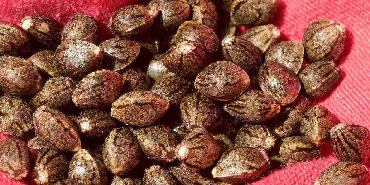 Cannabis Seeds Market Drivers and Emerging Trends Shaping Growth Potential and Future Outlook