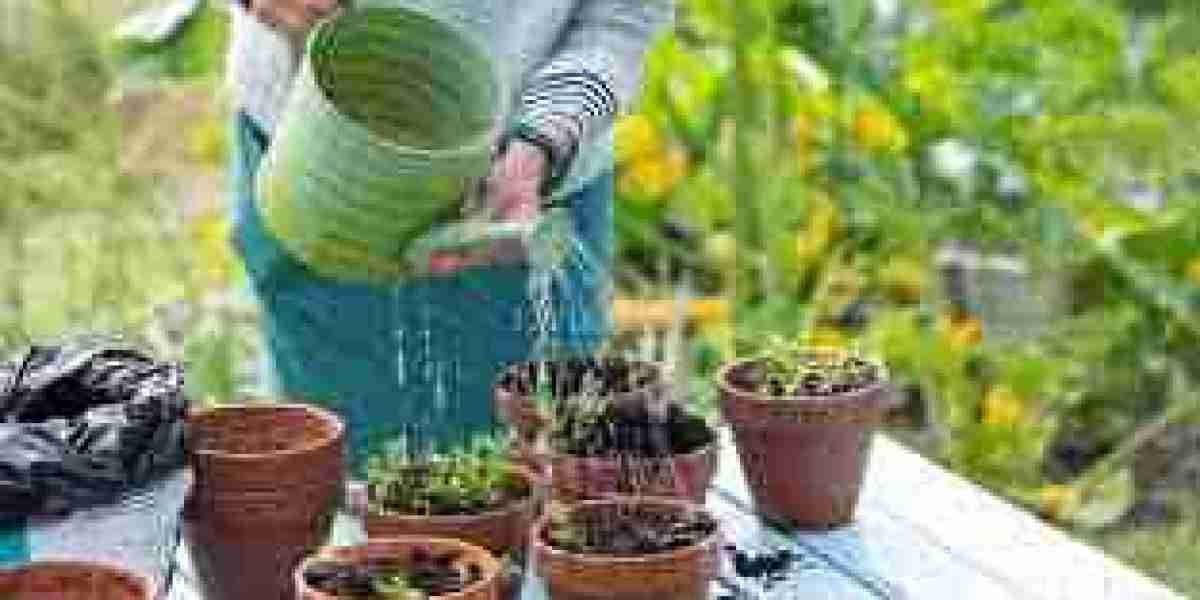 Buy Indoor Plants in Karachi | Buy Plants Online in Pakistan