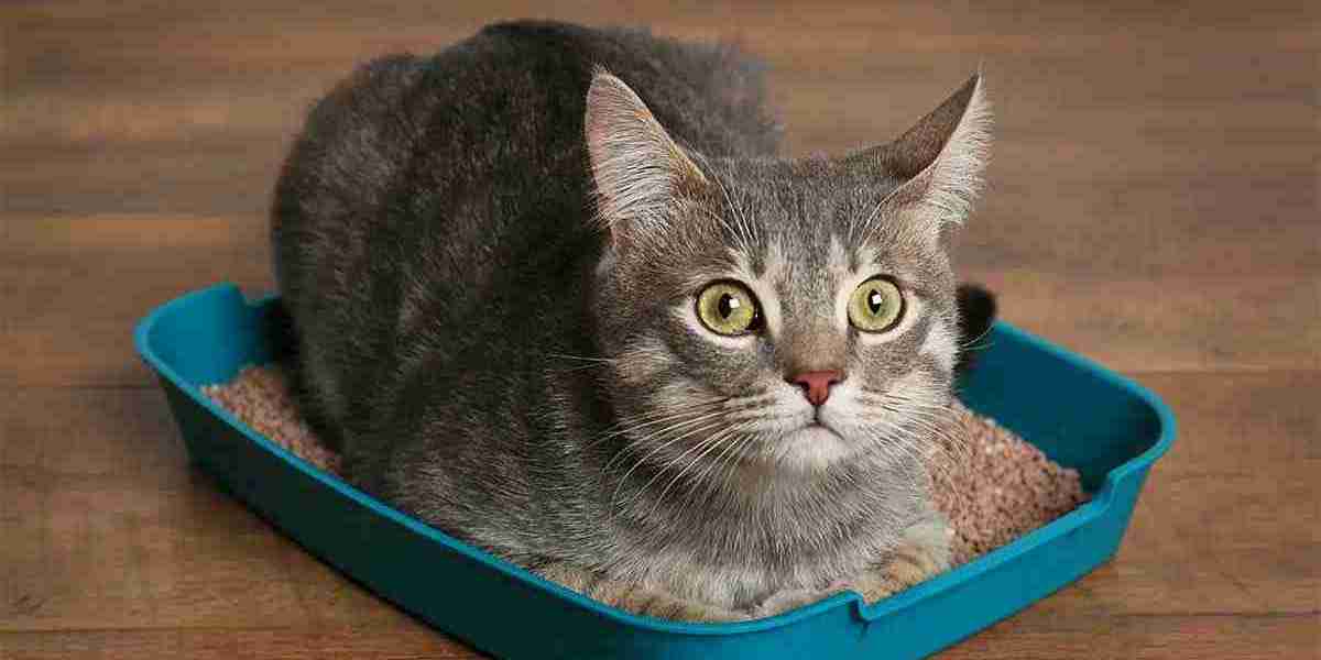 Cat Litter Market Evolution: Technological Advancements, Consumer Preferences, and Growing Environmental Concerns