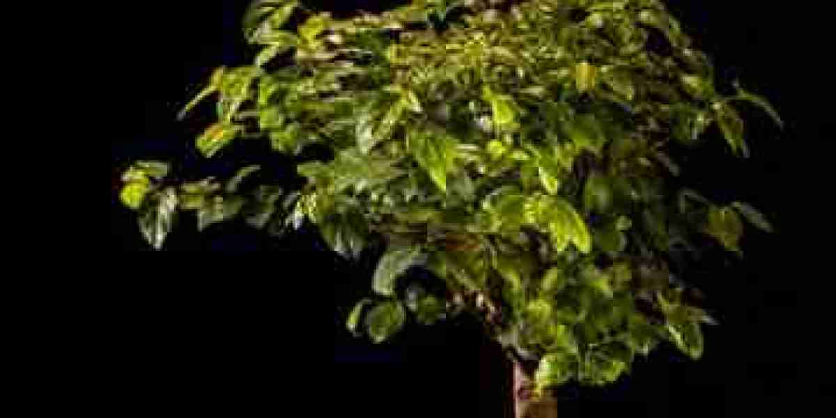 Bonsai Market Trends and Emerging Insights into Growth Drivers and Disruptions