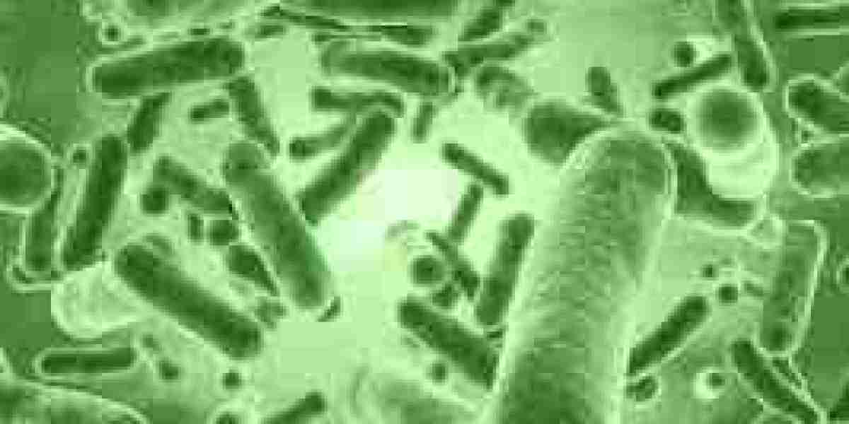 Bacillus Coagulans Market Growth Analysis and Emerging Trends in Probiotic Products