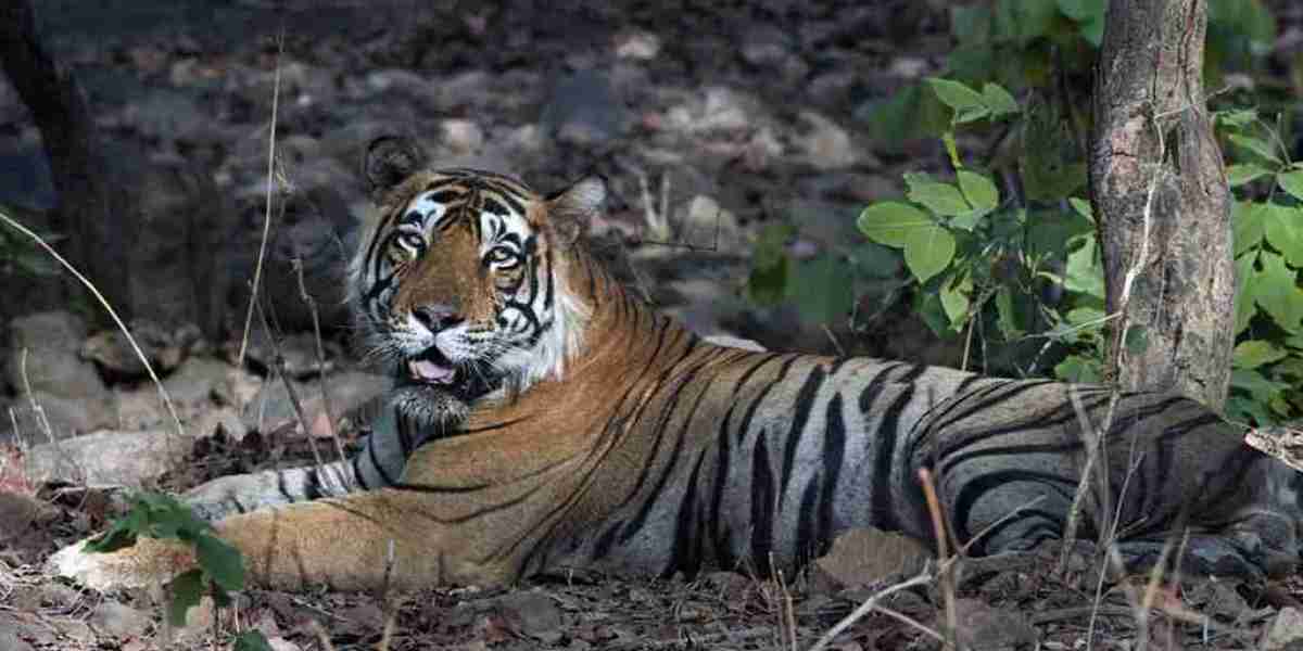 Golden Triangle Tour with Ranthambore