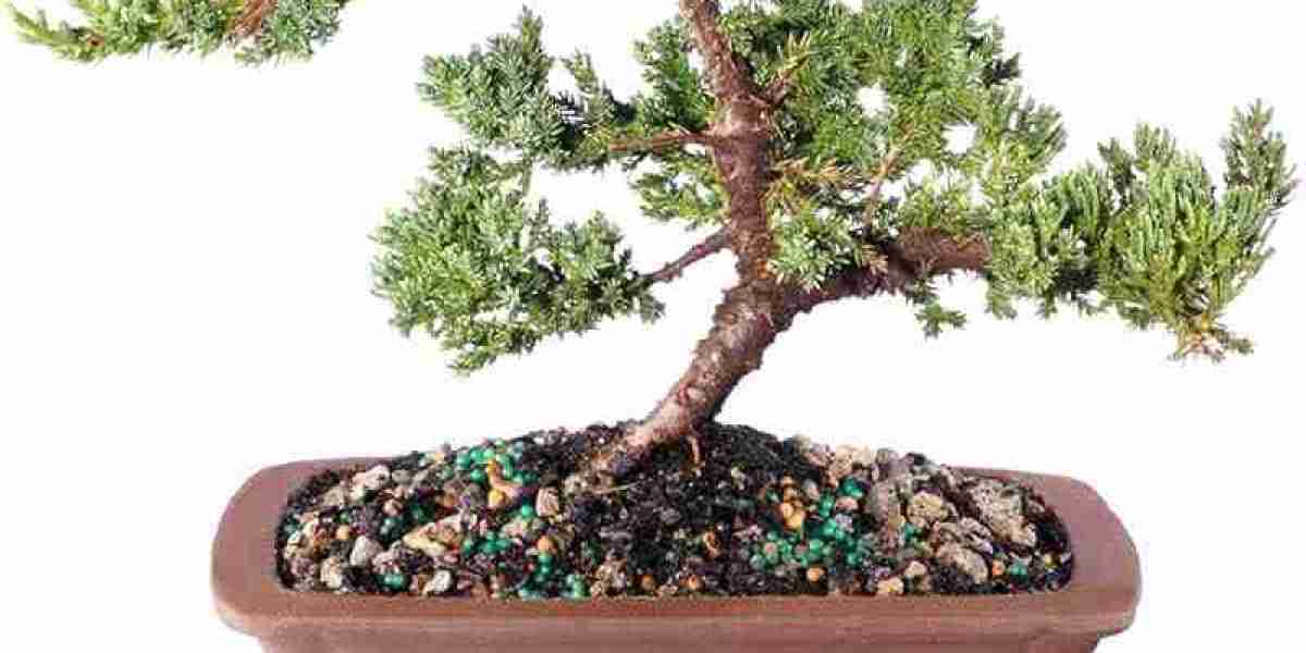 Bonsai Market Insights, Emerging Trends, and Growth Opportunities to Watch for in the Next Decade