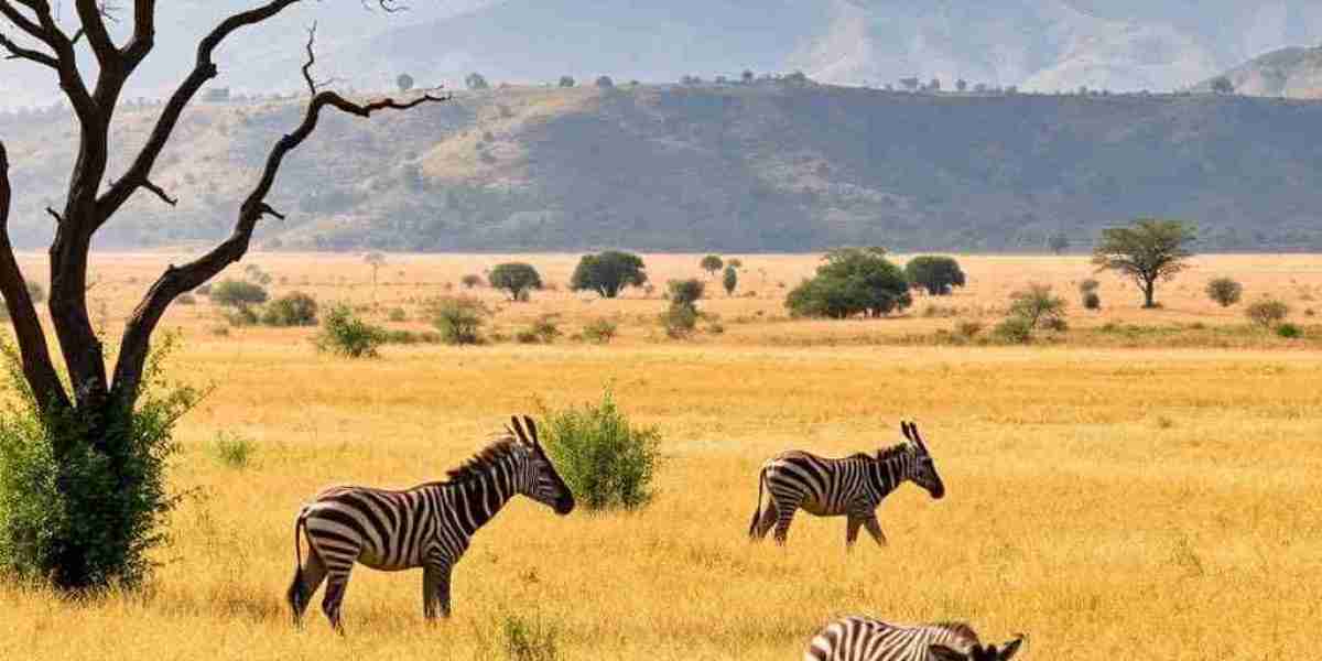 Best Time to Visit Zimbabwe for Great Adventures