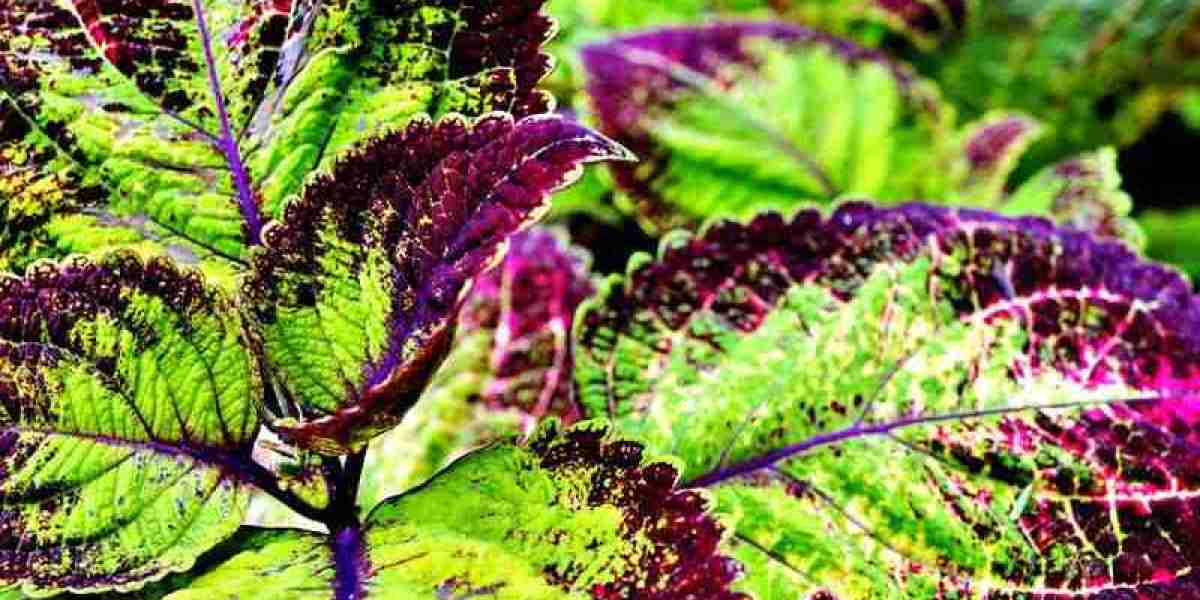 Forskolin Market Outlook And Future Growth Trends Across Various Sectors