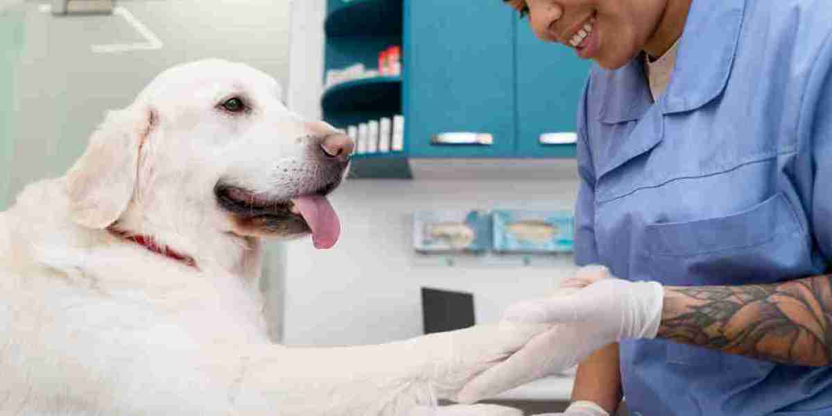 How Does Pawsy Clinic Ensure Quality Care for Pets?