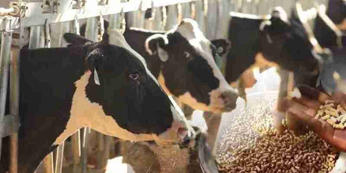 Cattle Feed Market Threats: How Climate Change, Feed Prices, and Regulations Shape Future Growth