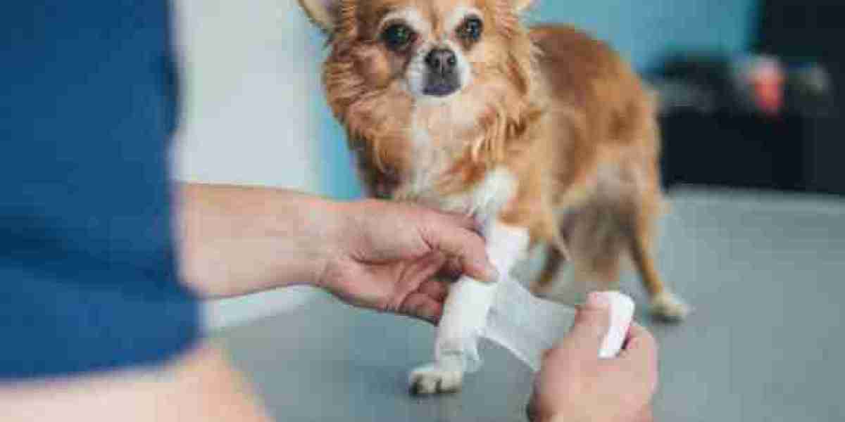 Expert Care, Endless Love: Your Pet’s Health is Our Priority