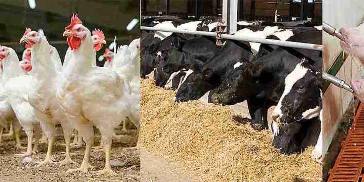 Animal Nutrition Market Trends: How Precision Feeding and Smart Farming Are Transforming Livestock Production