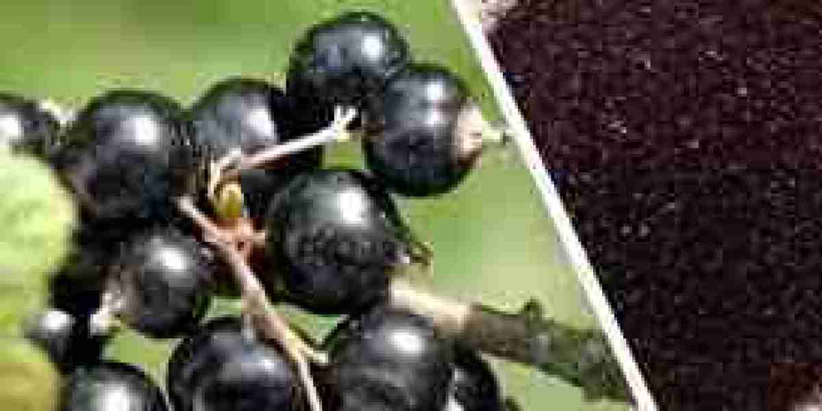 Blackcurrant Extract Market Scenario: Growth, Trends, and Emerging Opportunities Across Global Industries