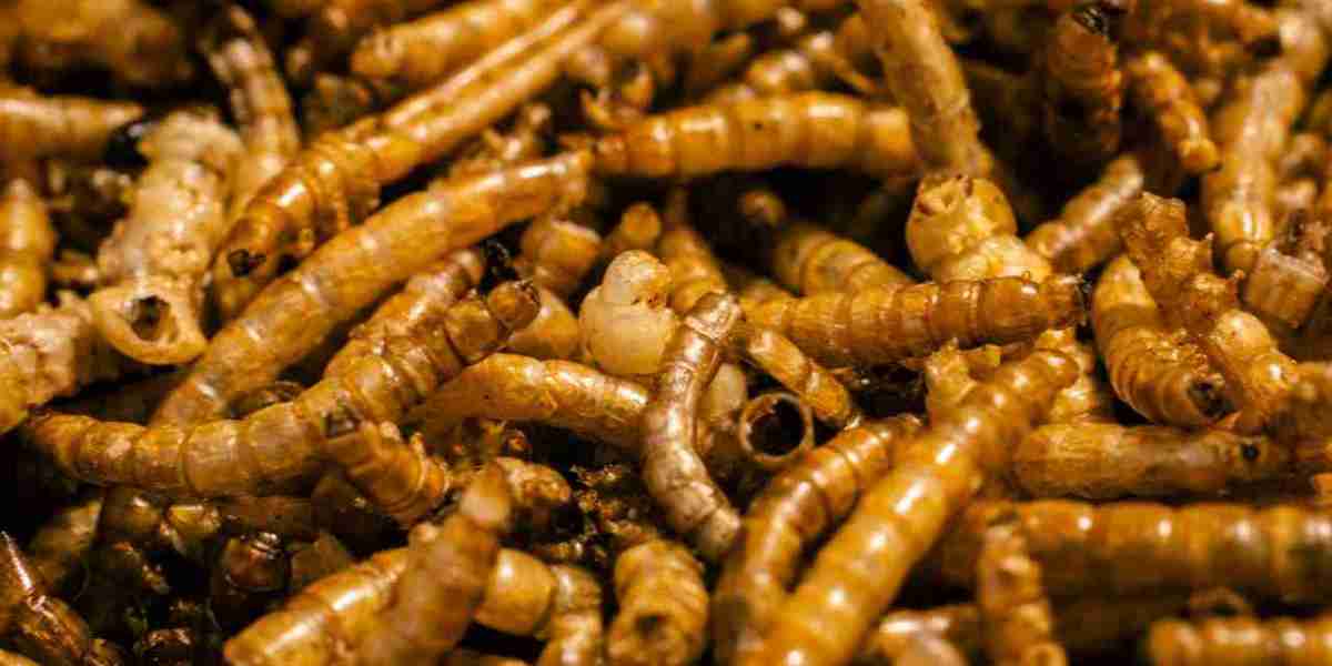 Live & Dried Mealworms for Sale – The Best Feed for Your Animals!