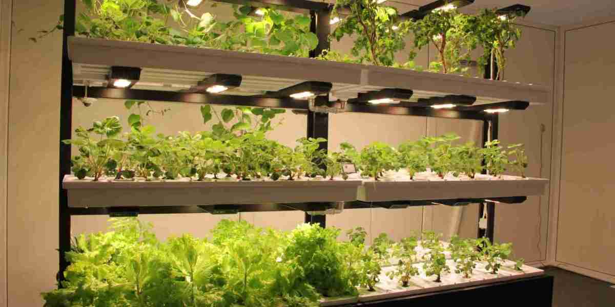 Hydroponics Market Trends: Exploring Growth, Innovations, and Future Opportunities in Controlled Farming