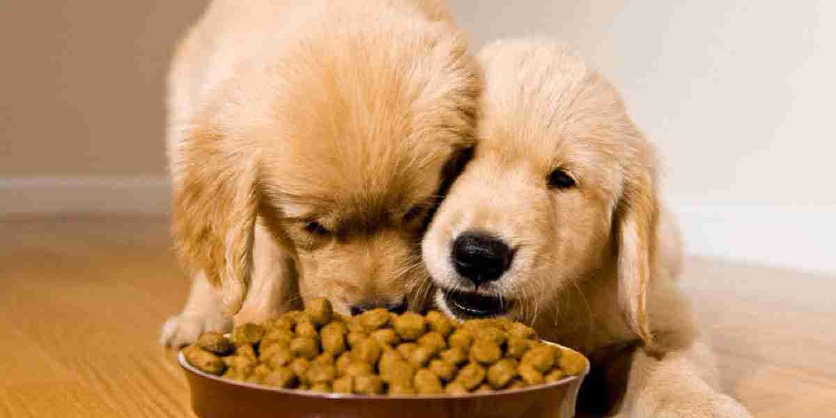 Pet Food Market Trends Shaping New Opportunities for Innovators