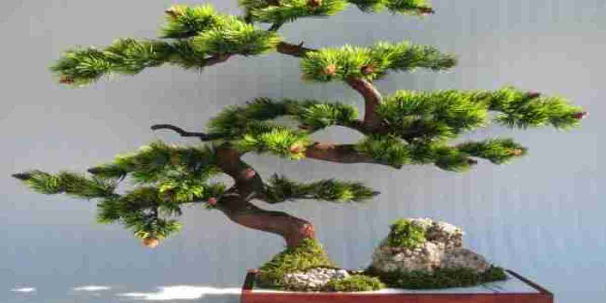 Bonsai Market Growth and Future Potential in the Expanding Global Horticulture and Landscaping Industry