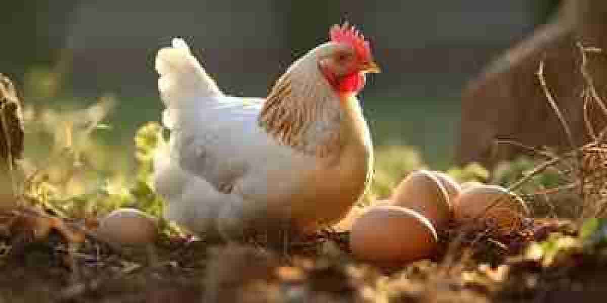 Egg Wholesale Price in Namakkal  | Egg Manufacturers in Namakkal