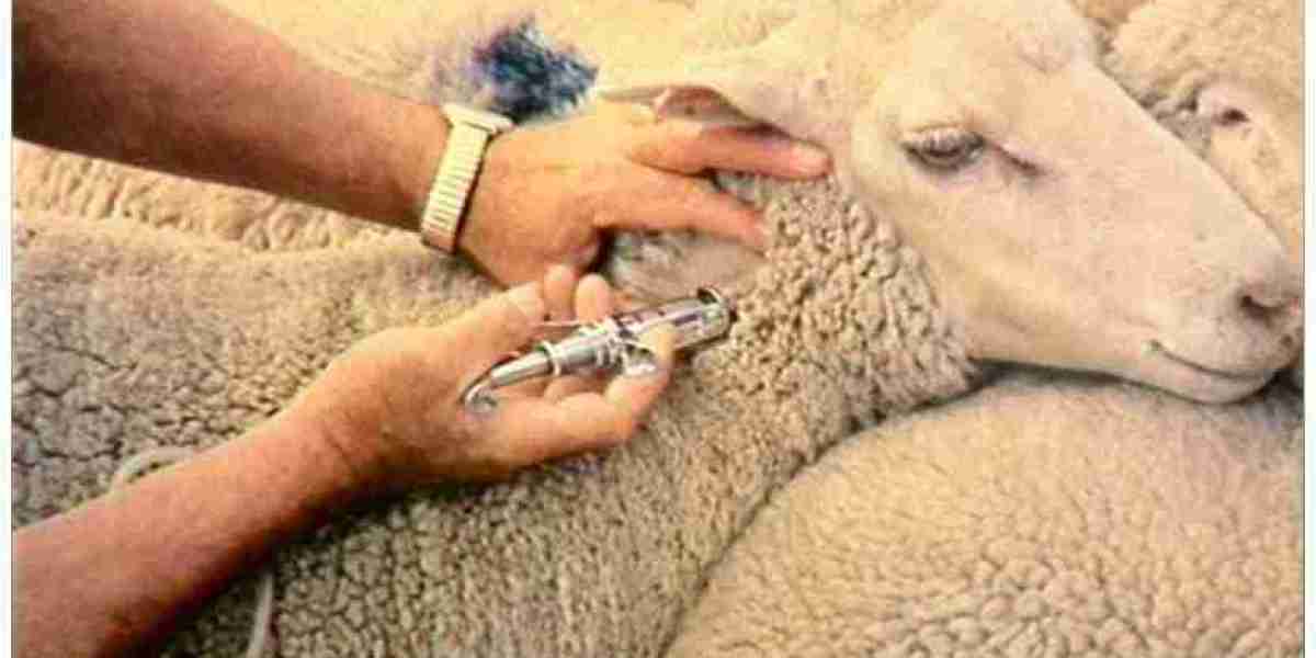 Cattle and Sheep Vaccine Market Sees Boost from Technological Advancements and Government Support