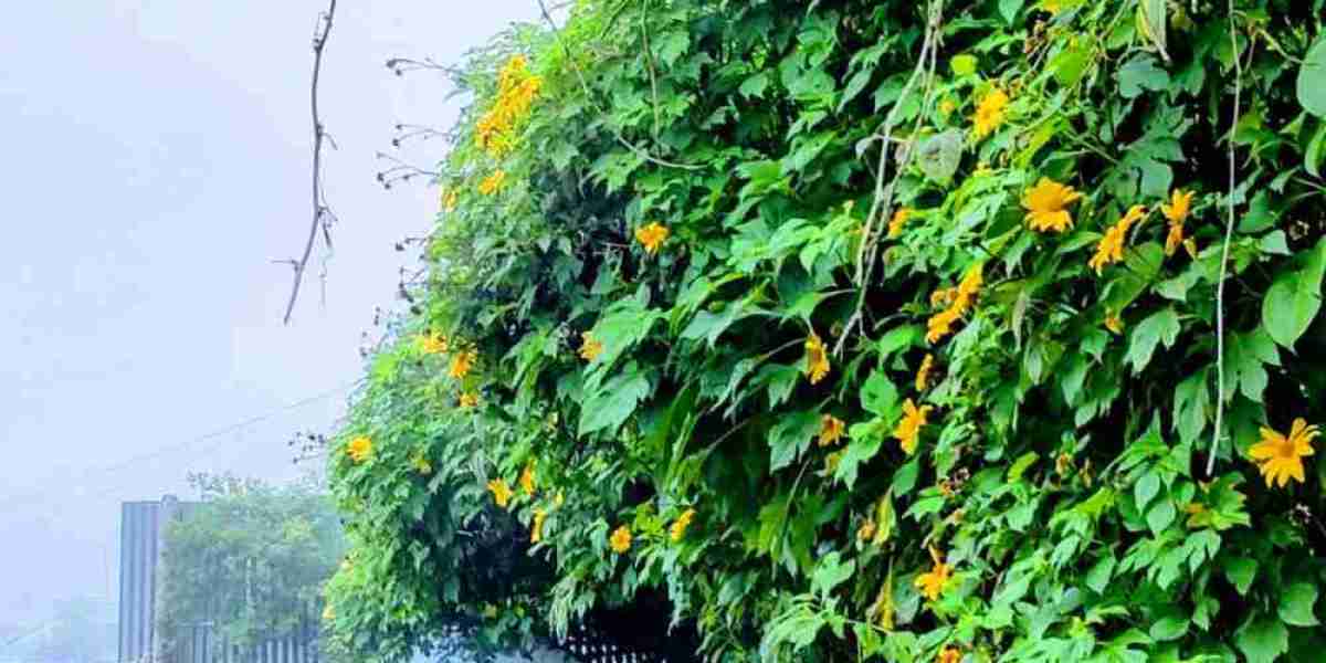Discover the Best Resorts and Private Cottage in Kodaikanal: Luxury Stays in Vattakanal for Couples & Families