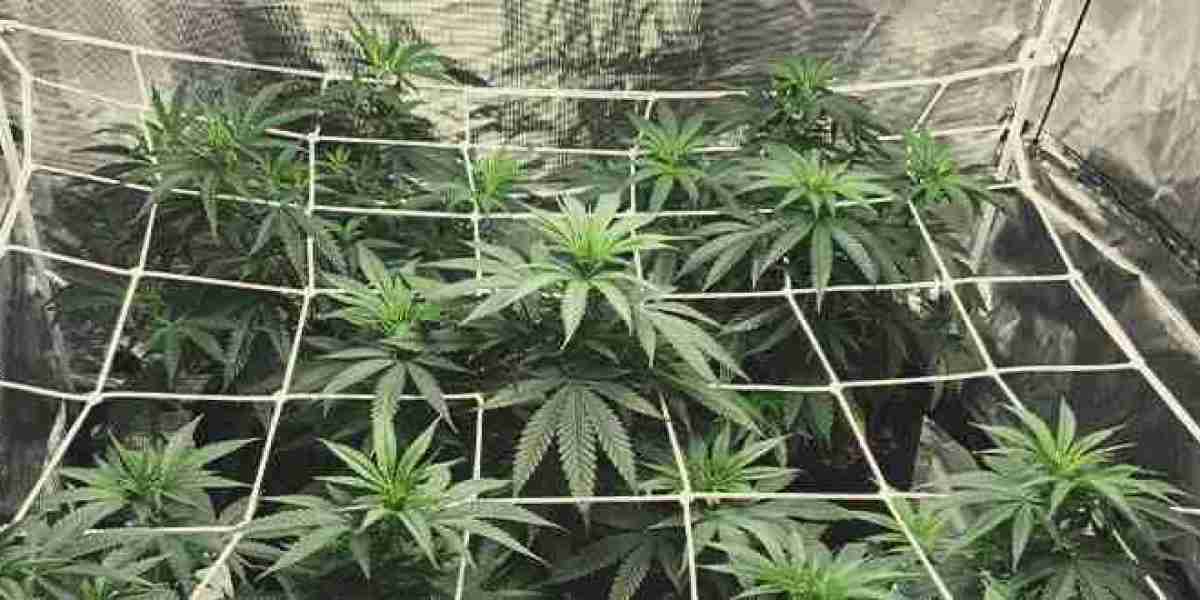 Boost Your Cannabis Growth with Trellis Netting