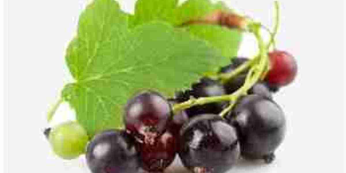 Blackcurrant Extract Market Developments: Innovations in Processing, Packaging, and Health-Based Product Demand