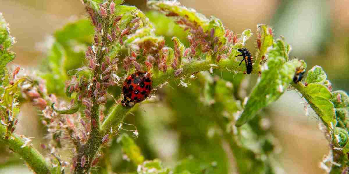 Exploring the Biocontrol Agents Market Potential: Growth Drivers and Opportunities in Sustainable Agriculture