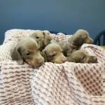 Dogs For Sale