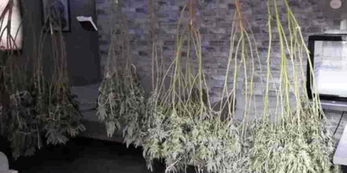 Harry Potter-Inspired Drug Dealer Jailed - 4.5 Years