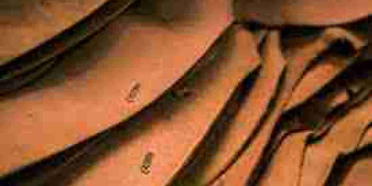 Metal Free Leather Market Research: How Sustainability is Shaping Industry Strategies