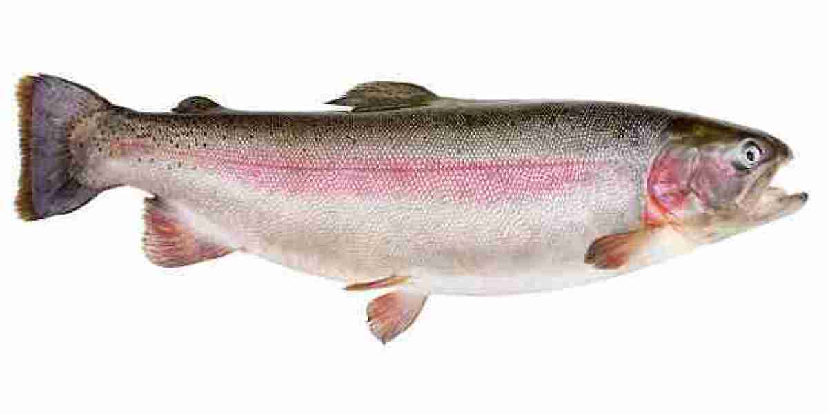 Rainbow Trout Market Potential Rising with Consumer Focus on Nutrition, Convenience, and Eco-Friendly Foods