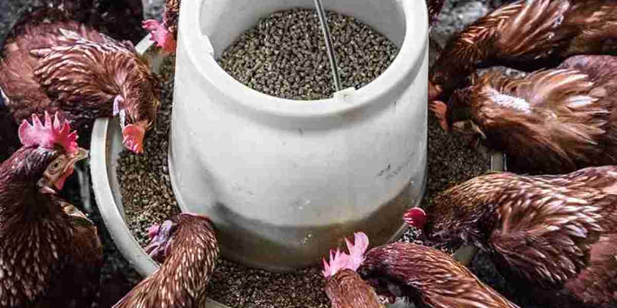 Feed Enzymes Market Research Reveals Trends, Innovations, and Growth Drivers Shaping the Industry's Future
