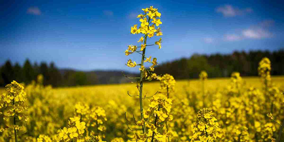 Rapeseed Meal Market Deals with Shifting Consumer Preferences and Rising Demand for Sustainable Feed