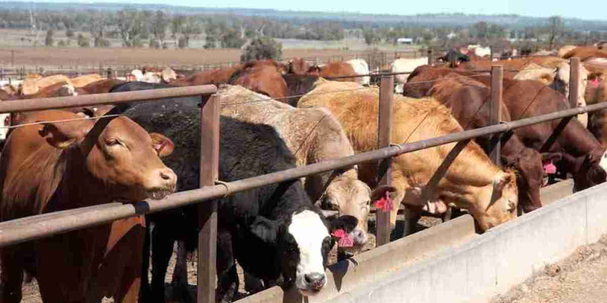 Cattle Feed Market Drivers: Increasing Awareness About Animal Health and Productivity