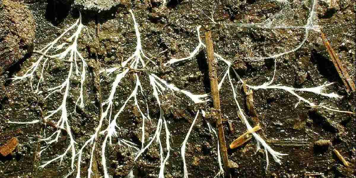 Mycelium Market and Environmental Impact: Cleaner, Greener Growth